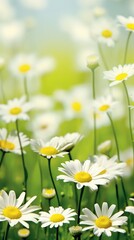Daisy background backgrounds outdoors blossom.