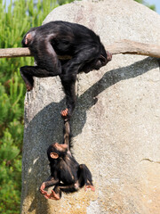 Chimpanzees (Pan troglodytes) with her baby playing on a branch tree