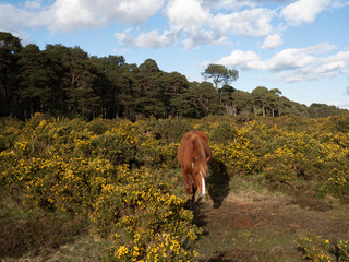 Horse in Gorse.