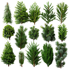 A collection of green trees with different shapes and sizes