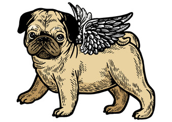 Angel flying pug dog puppy color sketch engraving PNG illustration. Scratch board style imitation. Black and white hand drawn image.