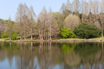 Fototapeta na wymiar 静かな公園の湖と水面に映った木々