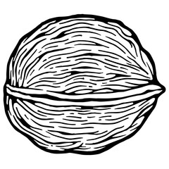 Walnut nut sketch engraving PNG illustration. Scratch board style imitation. Black and white hand drawn image.