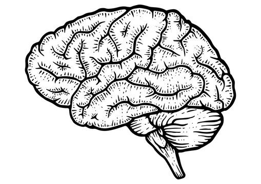 Human brain schematic vintage sketch engraving PNG illustration. Scratch board style imitation. Black and white hand drawn image.