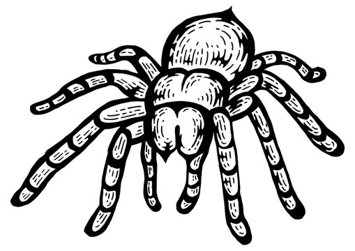 Tarantula Lycosa wolf spider sketch line art engraving PNG illustration. Scratch board style imitation. Black and white hand drawn image.