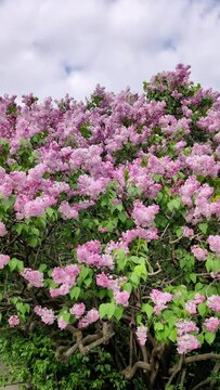 Close-up of a lilac bush during flowering. Vertical Video