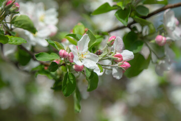 spring apple blossom
