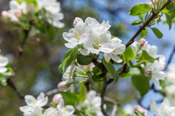 Obraz na płótnie Canvas spring apple blossom