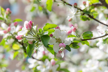 spring apple blossom
