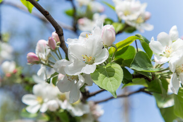 spring apple blossom