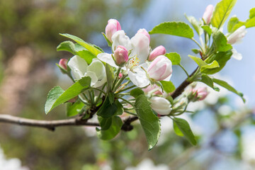 spring apple blossom