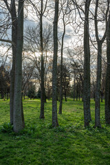 A beautiful row of trees in a city park ideal for family walks.
