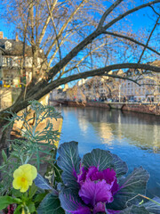 Canal in the center of Strasbourg, Alsace, France. View from the flowers view