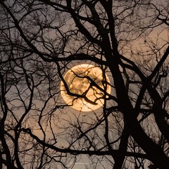 Full moon through trees. Great for backgrounds, spooky scenes, tranquil scenes, mystery, forest, adventure and more. 