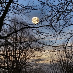 Full moon through trees. Great for backgrounds, spooky scenes, tranquil scenes, mystery, forest, adventure and more.