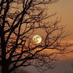 Full moon through trees. Great for backgrounds, spooky scenes, tranquil scenes, mystery, forest, adventure and more. 