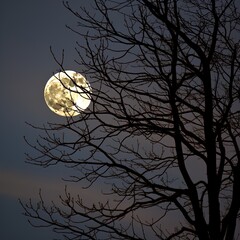 Full moon through trees. Great for backgrounds, spooky scenes, tranquil scenes, mystery, forest, adventure and more. 