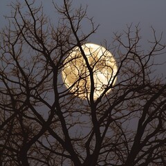 Full moon through trees. Great for backgrounds, spooky scenes, tranquil scenes, mystery, forest, adventure and more. 