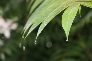 Toona sinensis - Leaves with water drops on tree