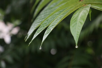 Toona sinensis - Leaves with water drops on tree