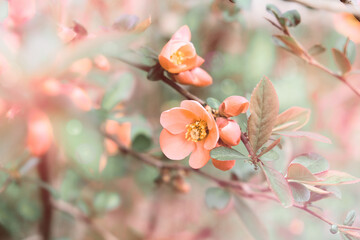 Peach Fuzz abstract background design. Close-up photo of a Peach flower in full bloom on a tree...