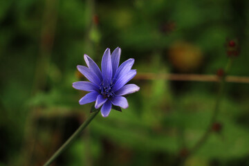 blue chicory flower
