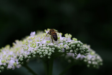 Yes No
common drone fly collecting nectar in the garden
