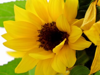 Dwarf sunflower (Helianthus annuus) close up