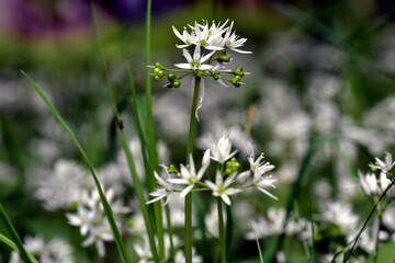 Blühende Bärlauchwiese im Frühling