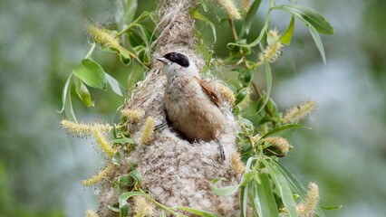 bird on a branch