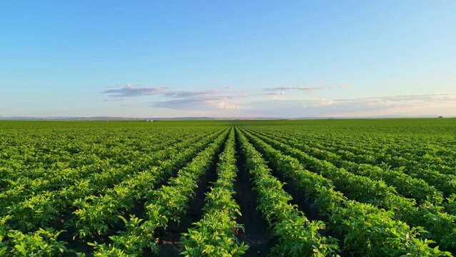 Aerial view drone shot of rows of a blossom potato field.