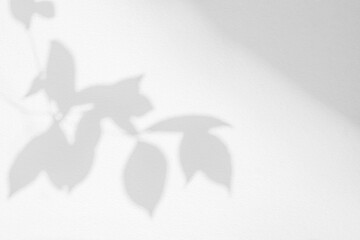 Leaf shadow and light on wall background. Nature tropical leaves tree branch and plant shade with sunlight from sunshine dappled on white wall texture for background wallpaper, shadow overlay effect
