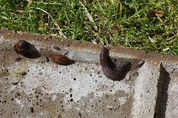Great gray slug, leopard slug (Limax maximus), large red slug, chocolate arion (Arion rufus) or Spanish slug (Arion vulgaris) and Garden snail (Cornu aspersum). Underside of concrete manhole cover. 
