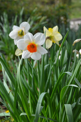 Blooming Narcissus 'Barret Browning' in springtime on flower bed . Gardening ,growing Easter spring flowers concept.
