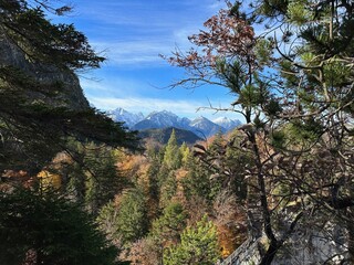 Autumn Forest in Allgäu Region with Bavarian Alps