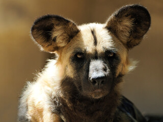 Contrasting portrait African Wild dog (Lycaon pictus) seen from front