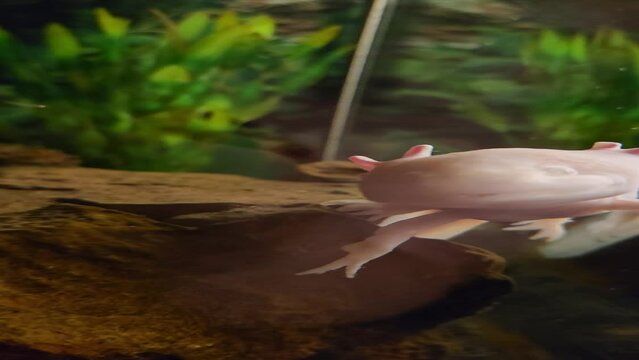 Axolotl