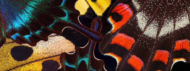 colorful wings of tropical butterflies close-up. abstract ornament of butterfly wings