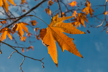 An autumn leaf of a plane tree hanging on a branch implying perseverance and durance in perfect details. 