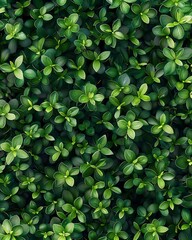 Top view of small green leaves, seamless texture, high resolution, ultra realistic photography in the style of various artists cinematic
