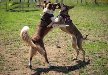 communication et jeux canins entre deux chiens dressés