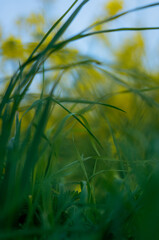 Fototapeta premium spring time