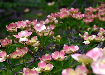 Rosa Blüten an einem Blumen-Hartriegel