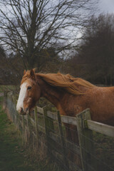 horse
