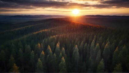 Forest trees with aerial view, rainforest ecosystem and healthy environment concept and background,...