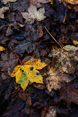 autumn
