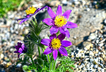 Gewöhnliche Kuhschelle (Pulsatilla vulgaris)
