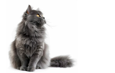 Beautiful persian cat isolated on a white background