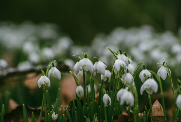 snowdrops