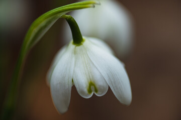 Obraz premium snowdrops